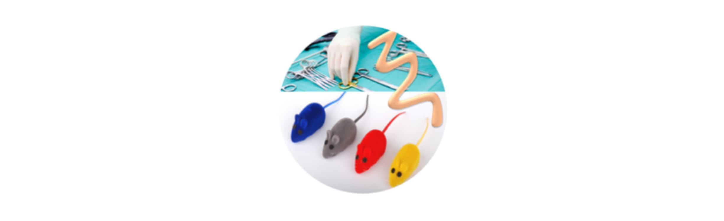 Modèles Digestifs IRSD